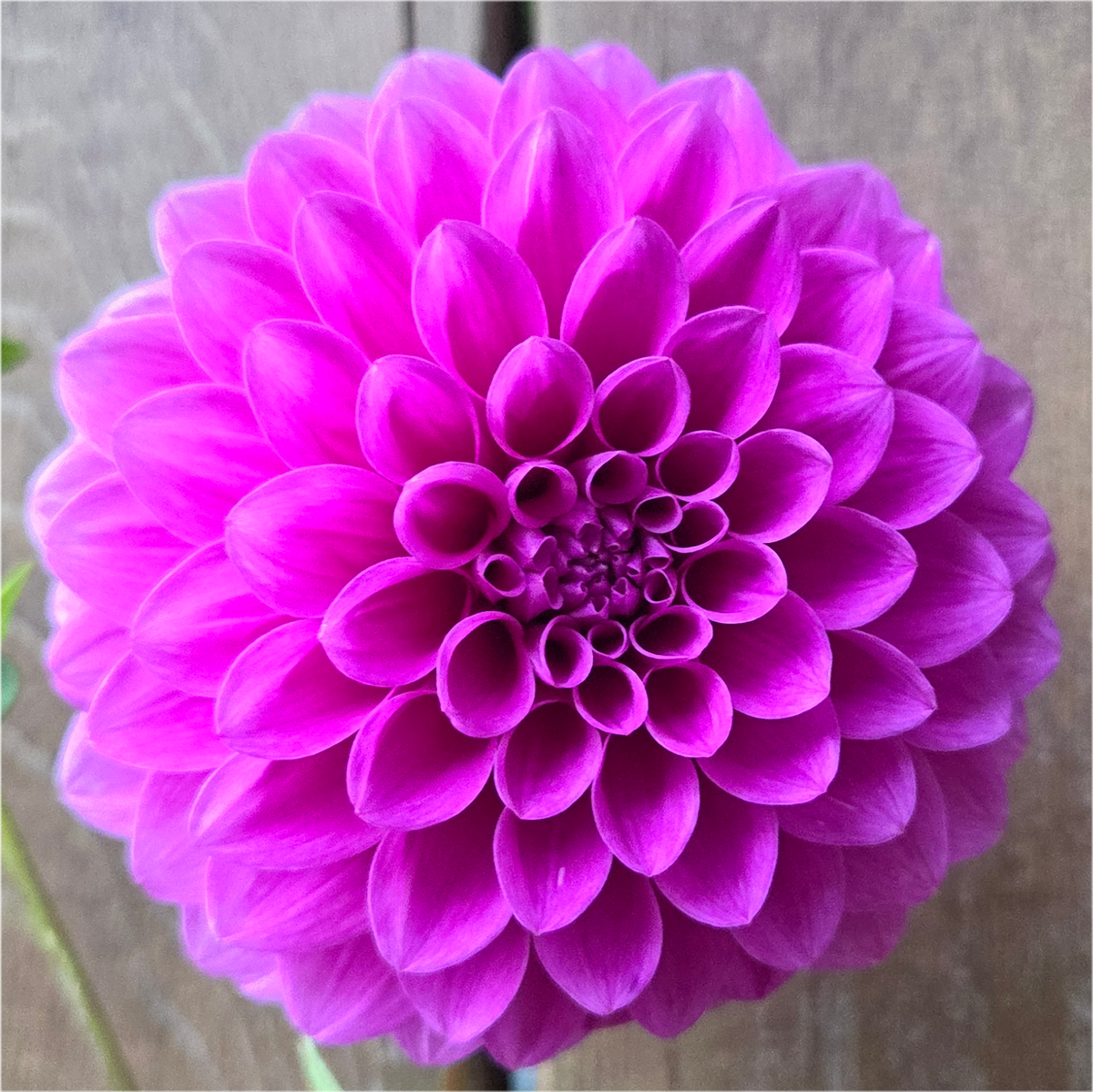Florelie Jeanette