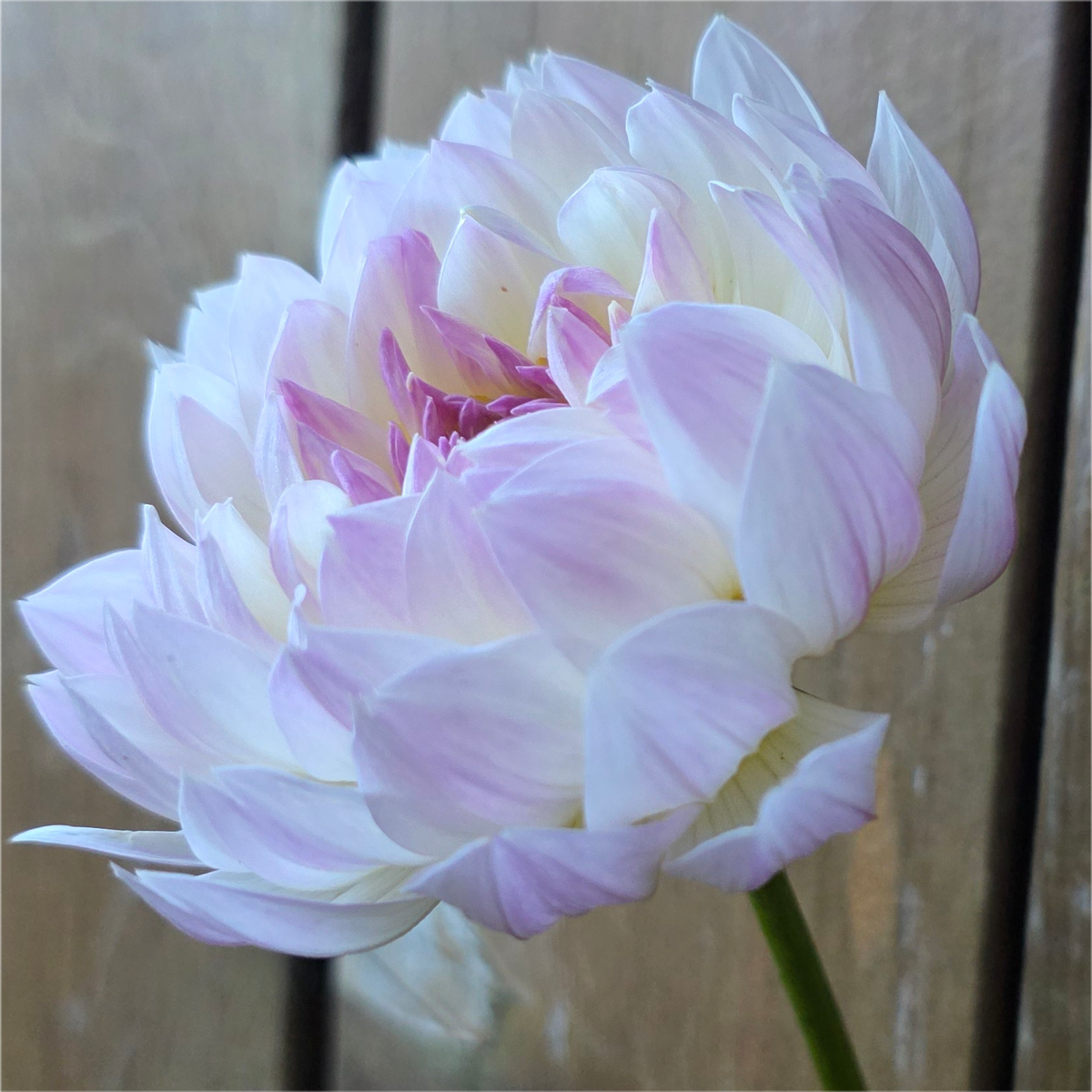 Hollyhill Lilibet