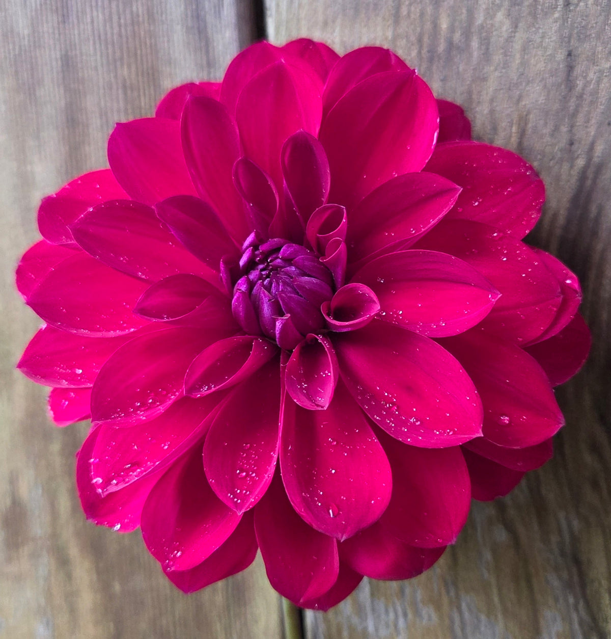 Northwind Crimson Queen