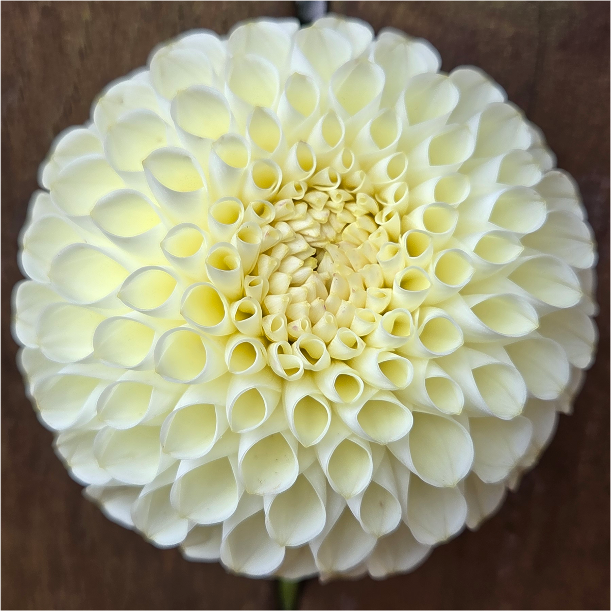 Cream Diane