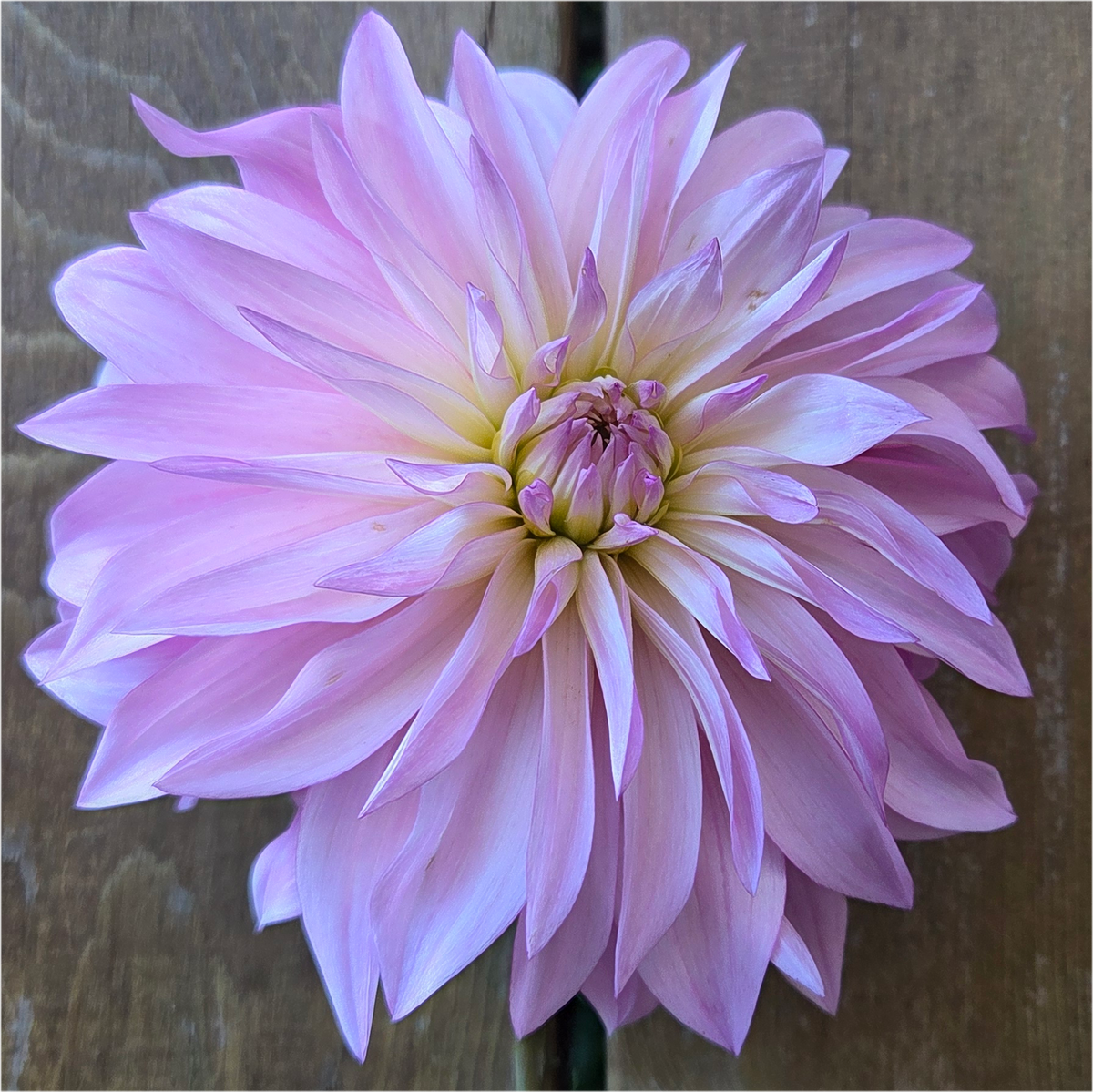 Florelie Meagan