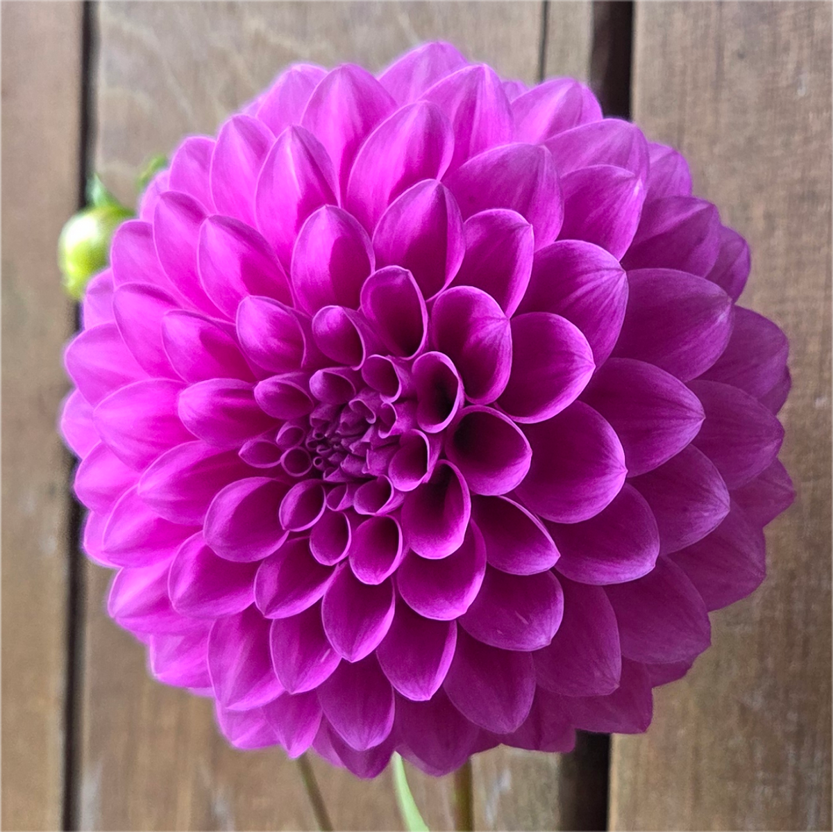 Florelie Jeanette