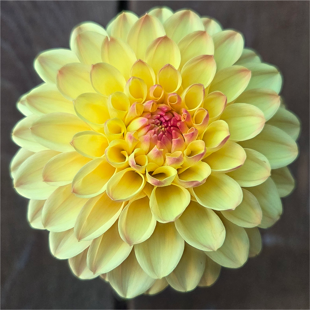 Ash Loulou