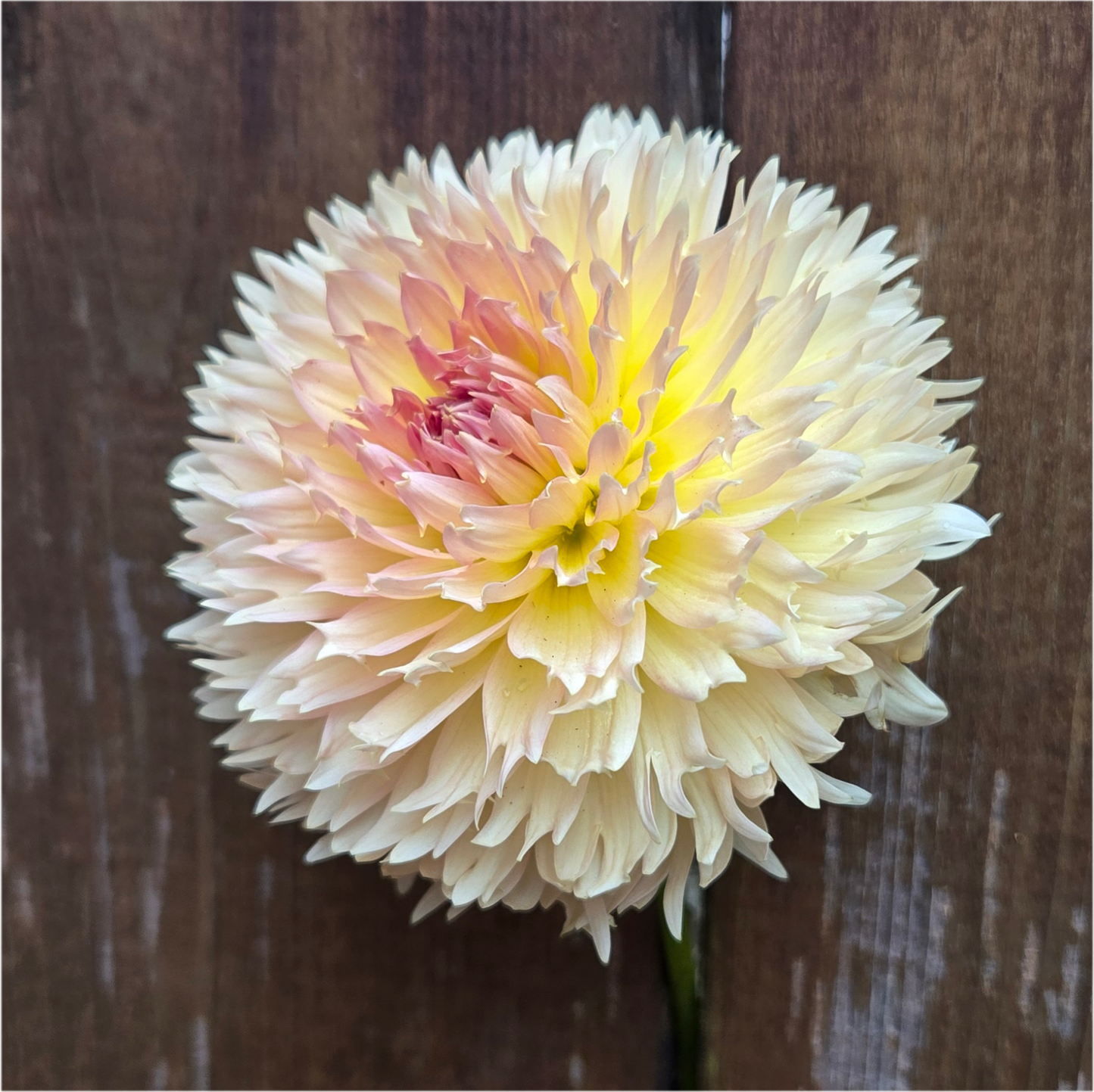 Lakeview Peach Fuzz - Cutting