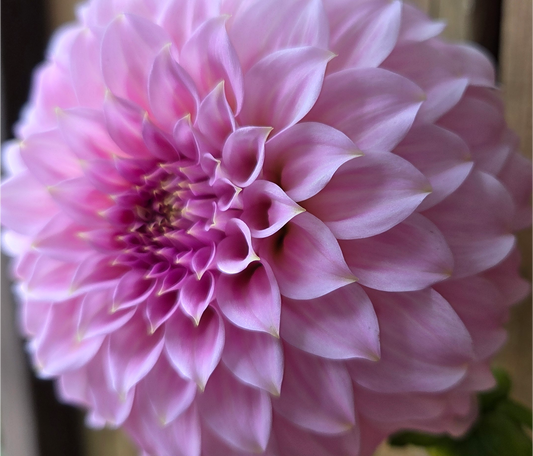Araluen Leatrice