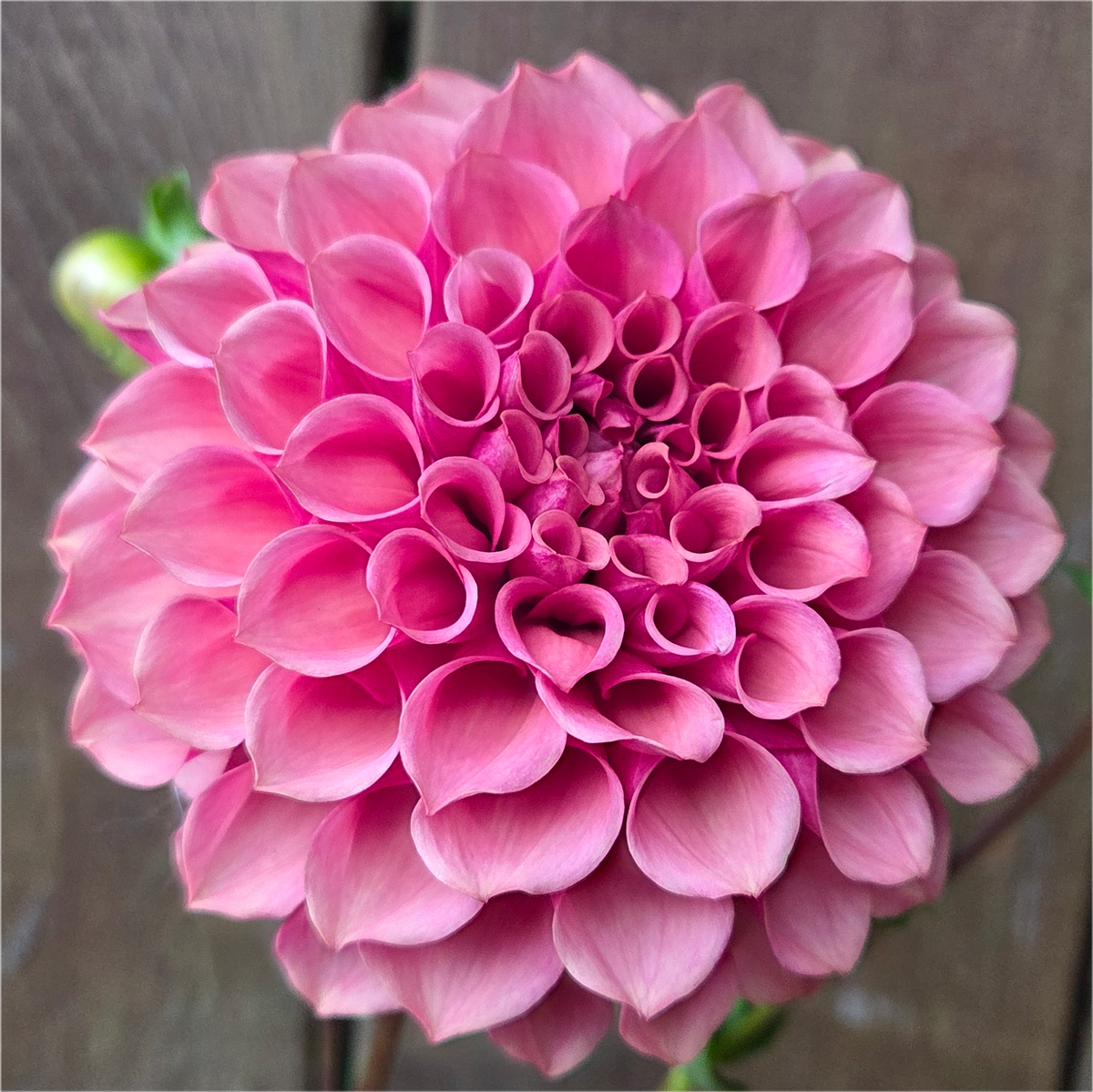 Burfoot Desert Rose