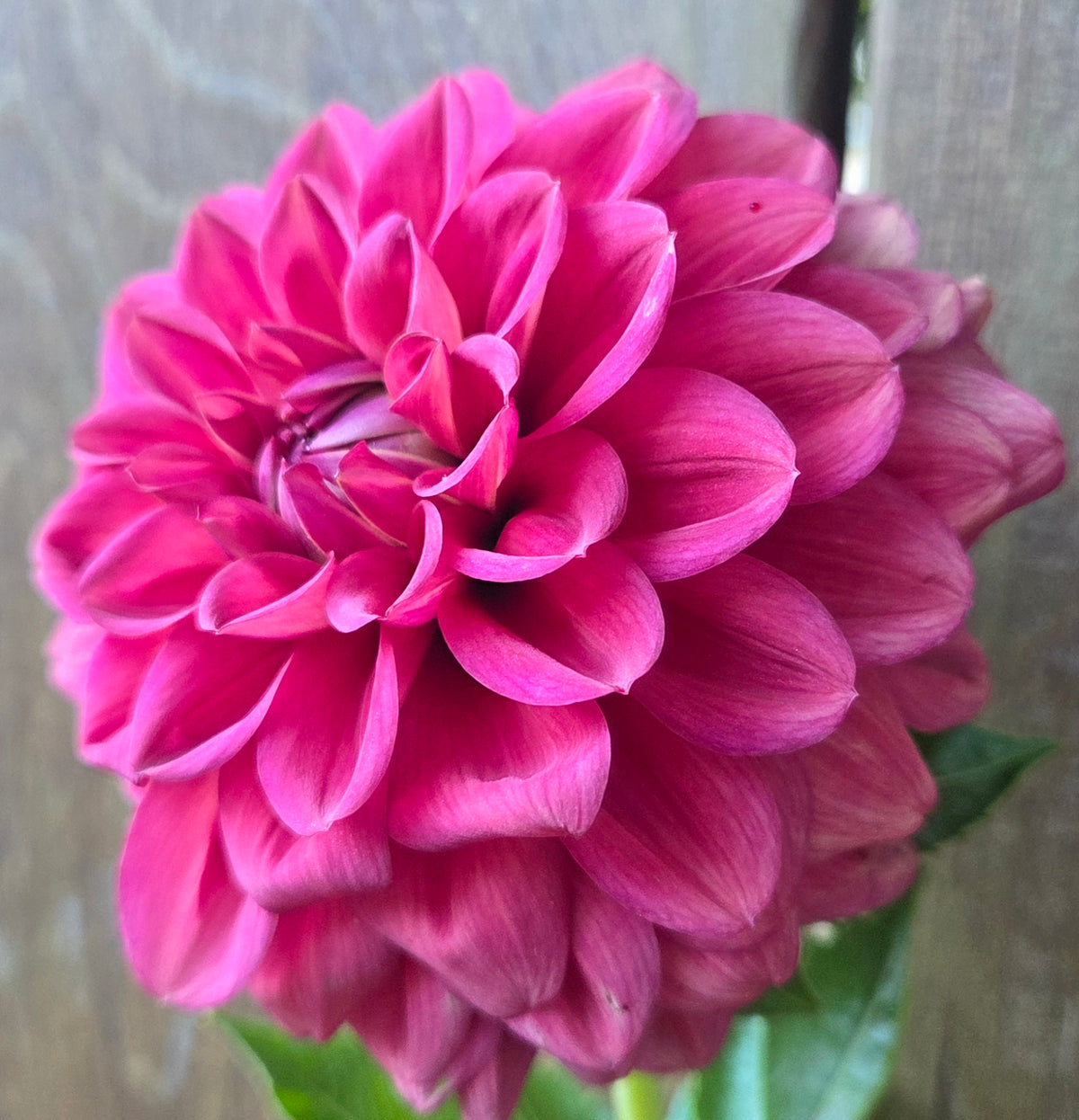 Letterkenny Tea Rose