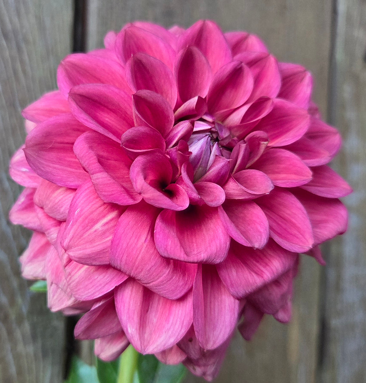 Letterkenny Tea Rose