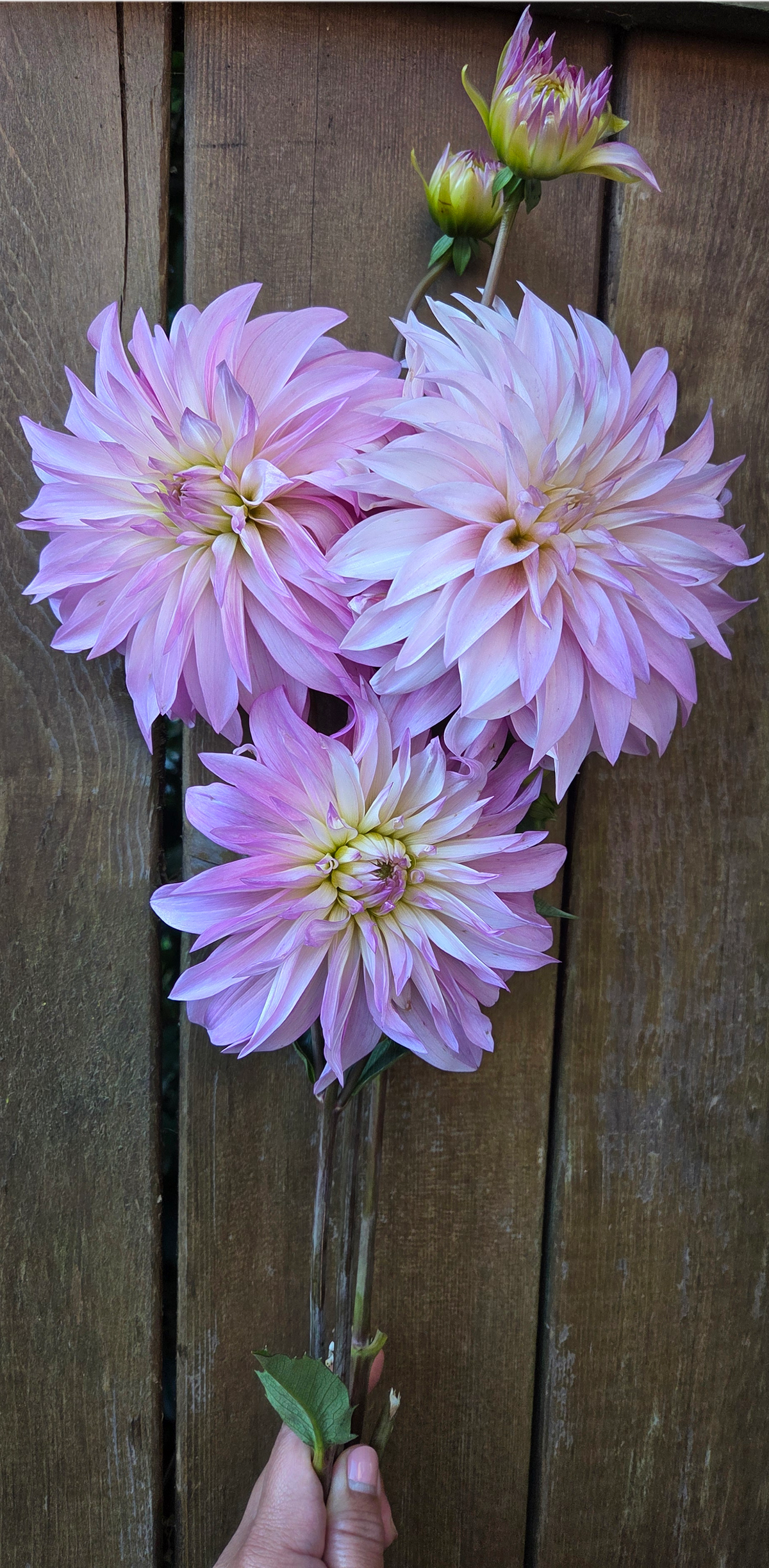 Florelie Meagan