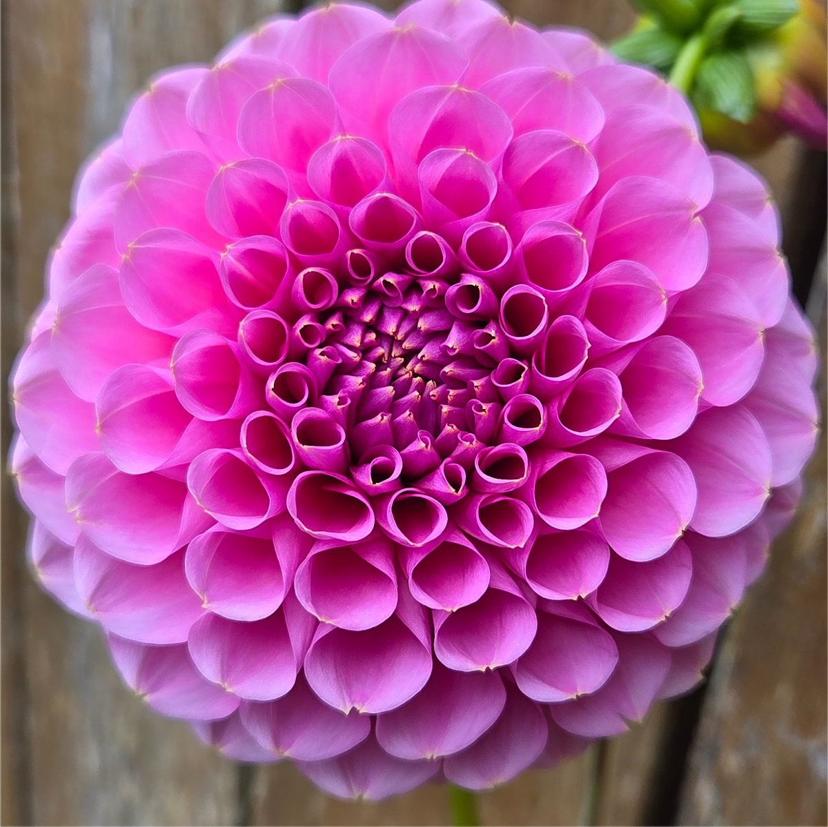 Florelie Lizzie Lou