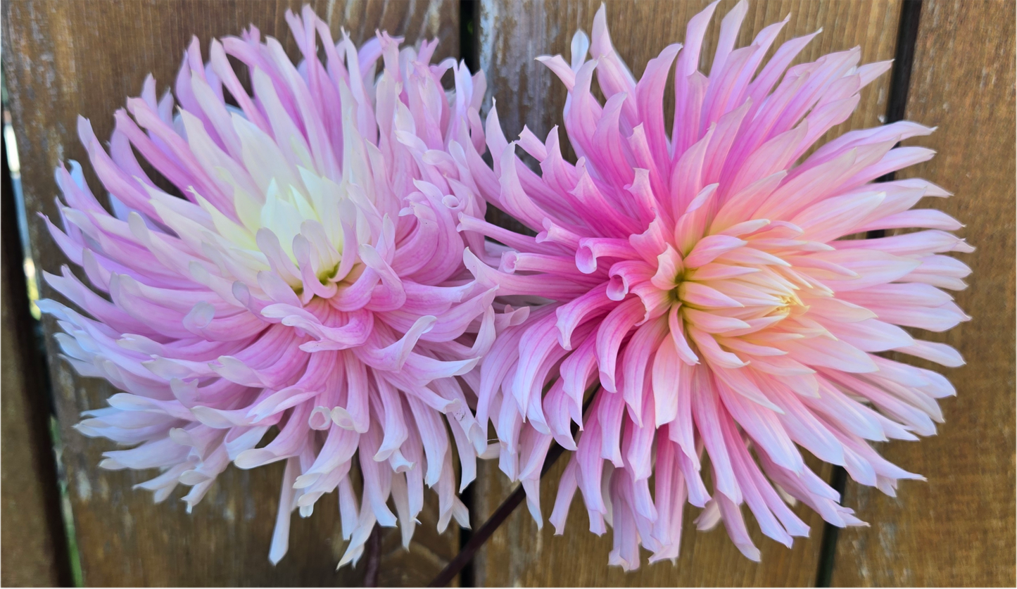 Hollyhill Cotton Candy