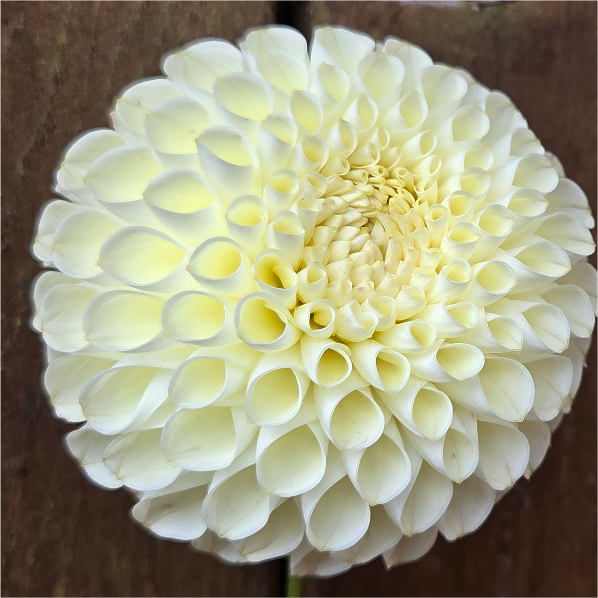 Cream Diane