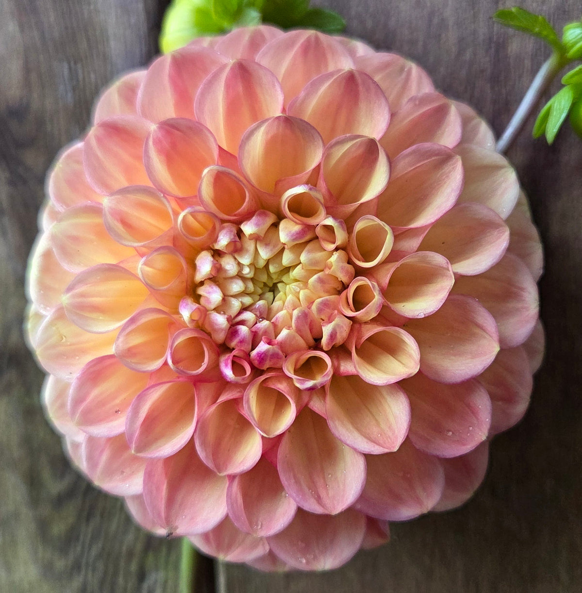 Westwind Apricot