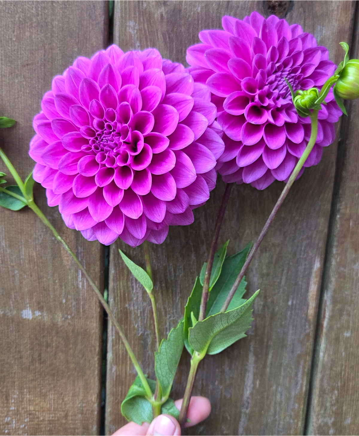 Florelie Jeanette