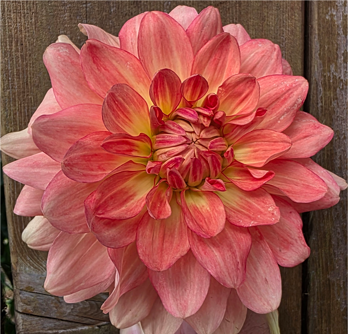 Stanza Dahlia