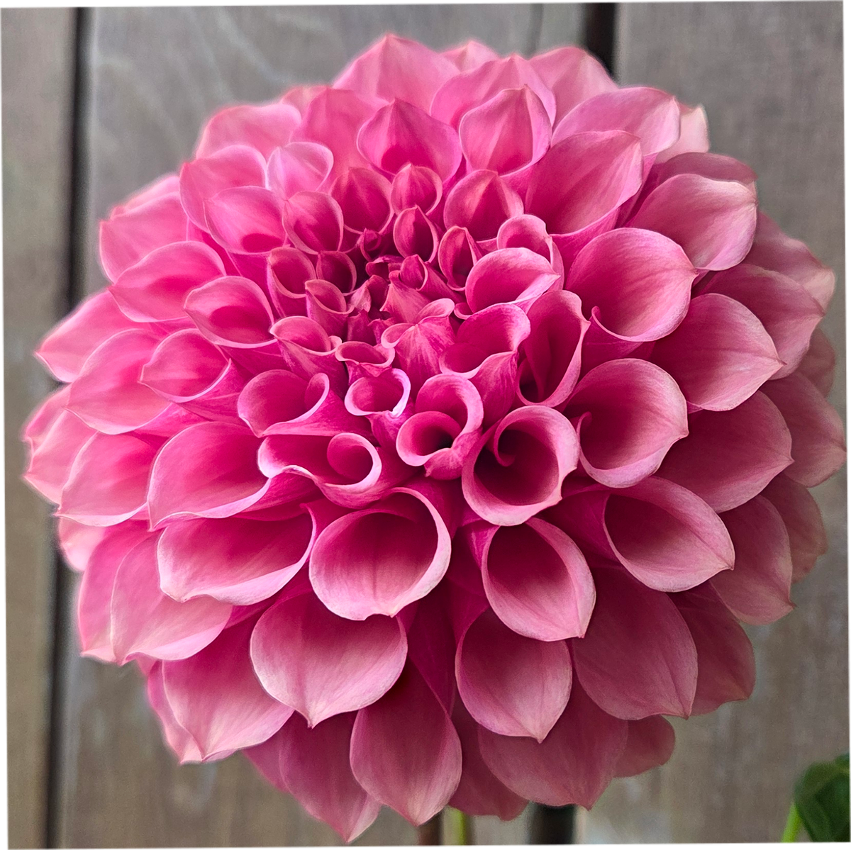 Burfoot Desert Rose