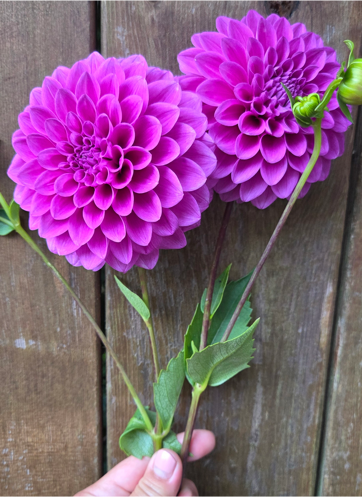 Florelie Jeanette