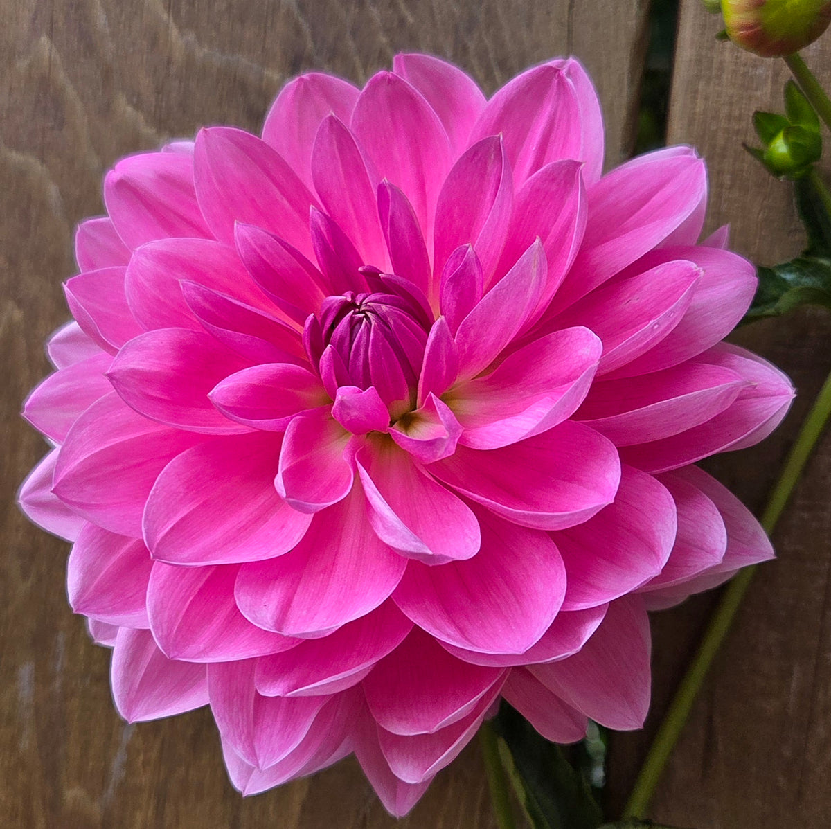 Pink Onesta