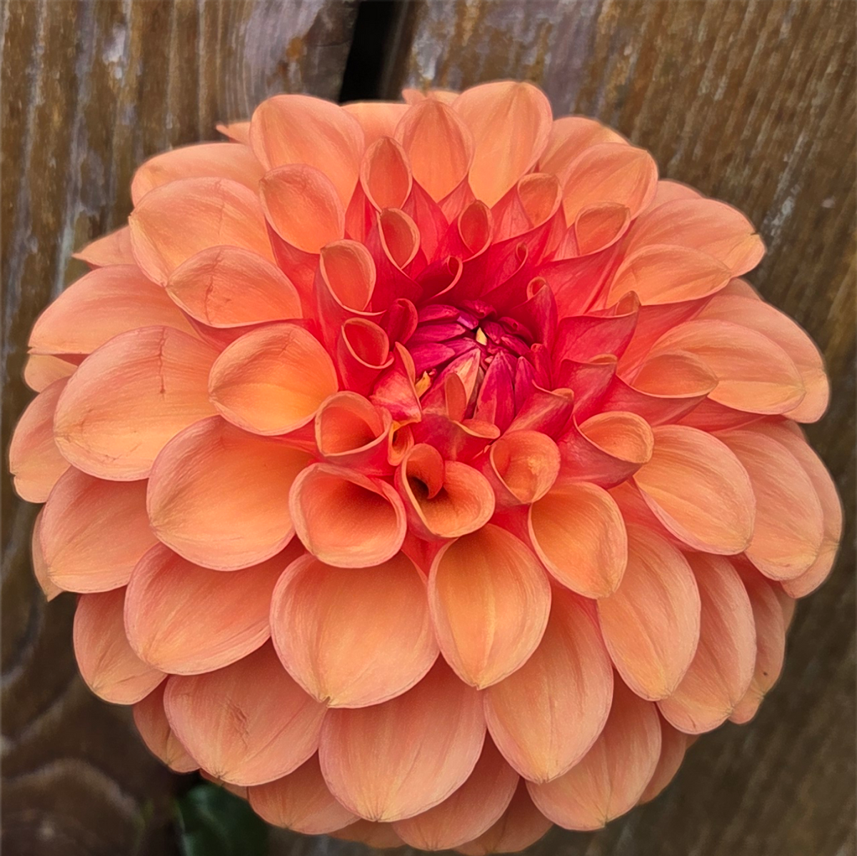 Florelie Angostura