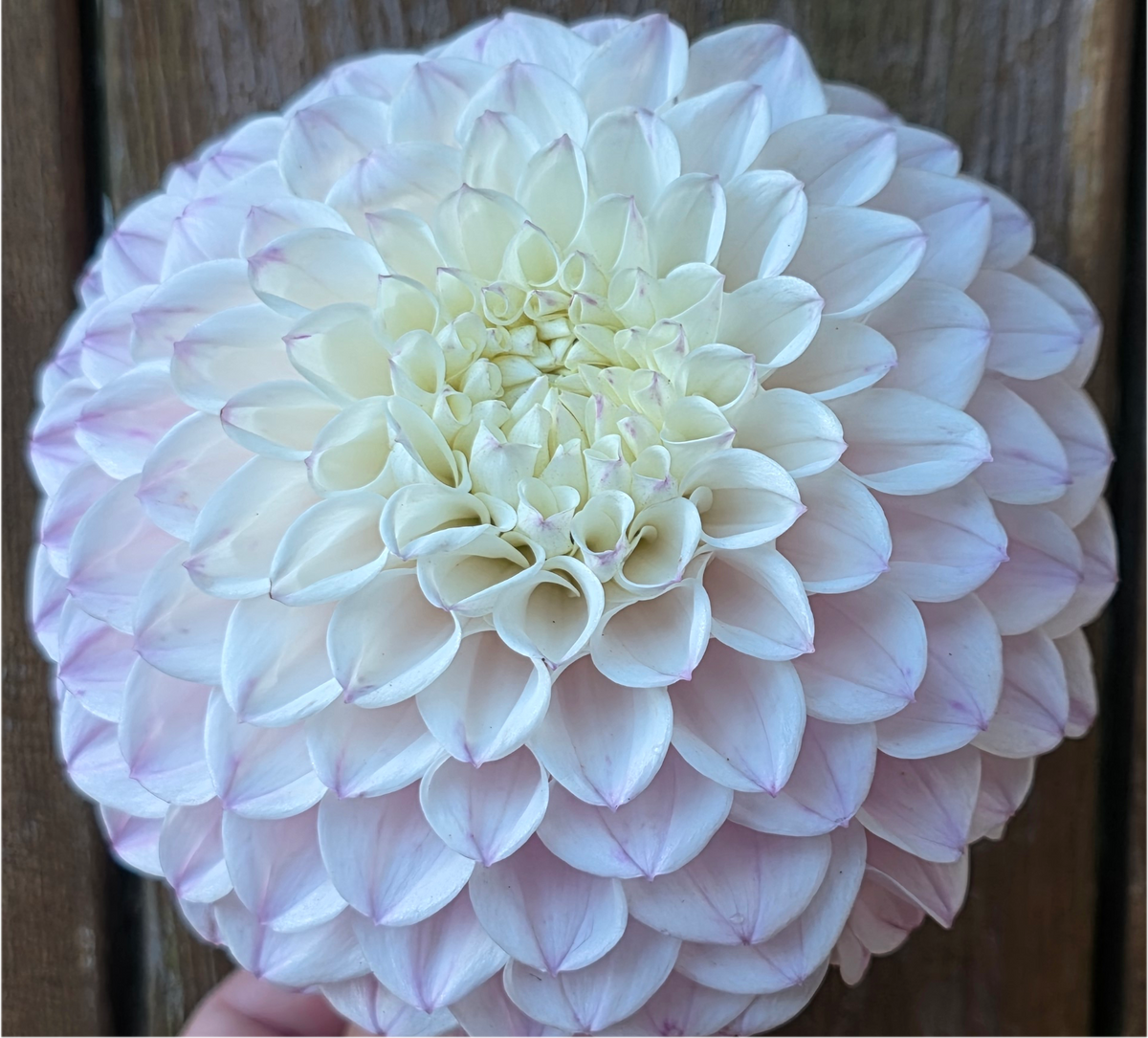 Pink Pearl