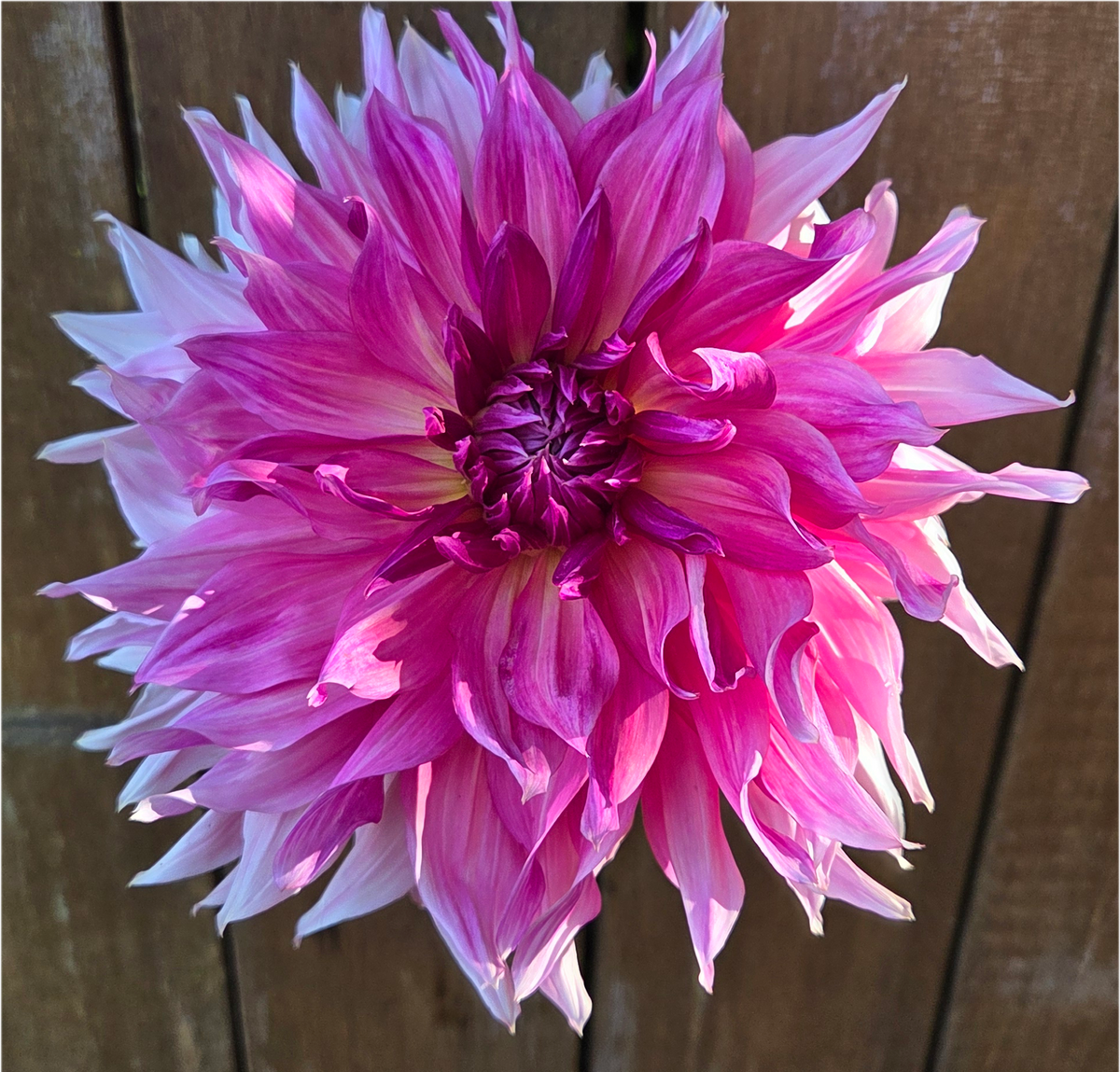 Penhill Dark Monarch