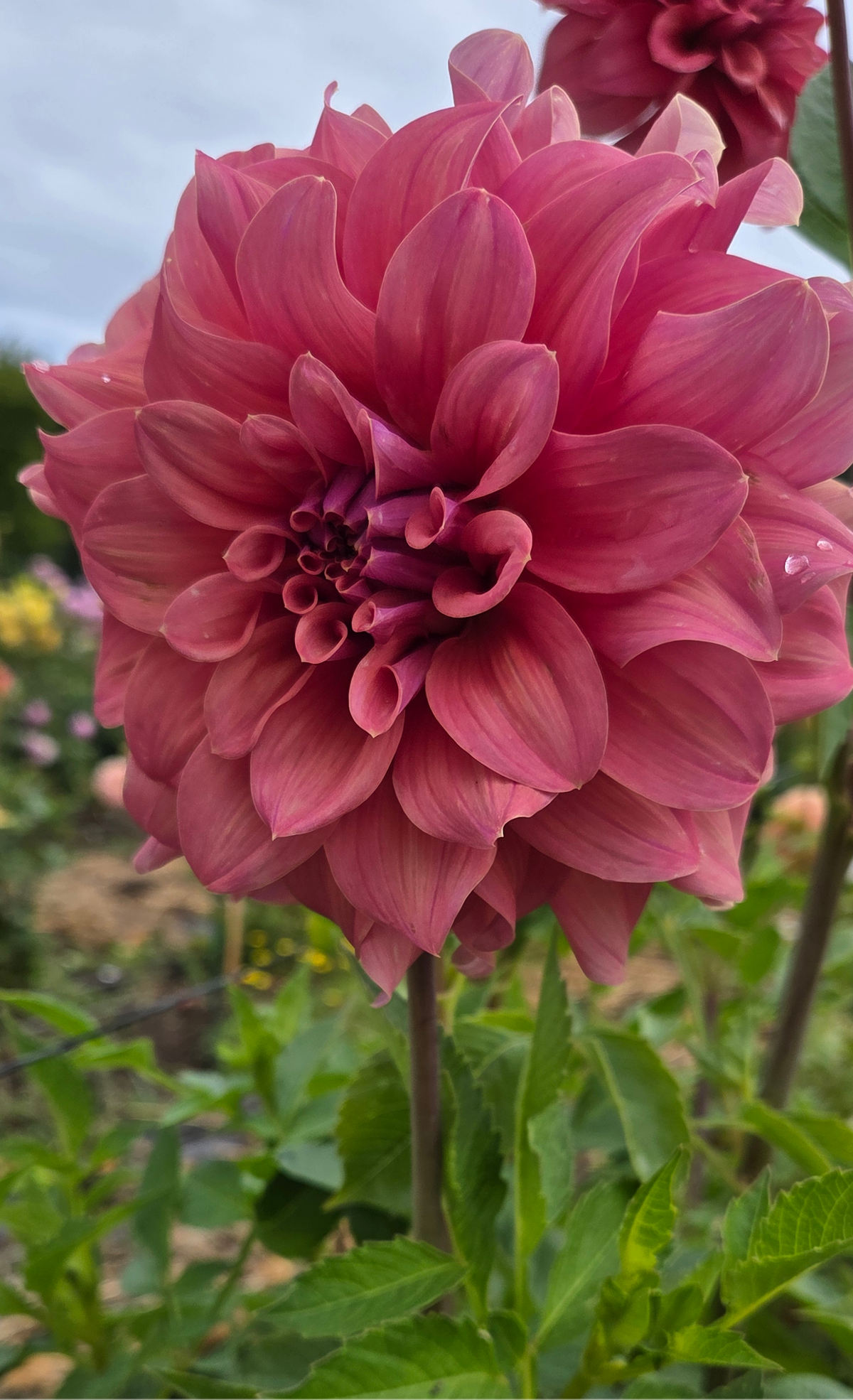 Lileah Caramel Rose