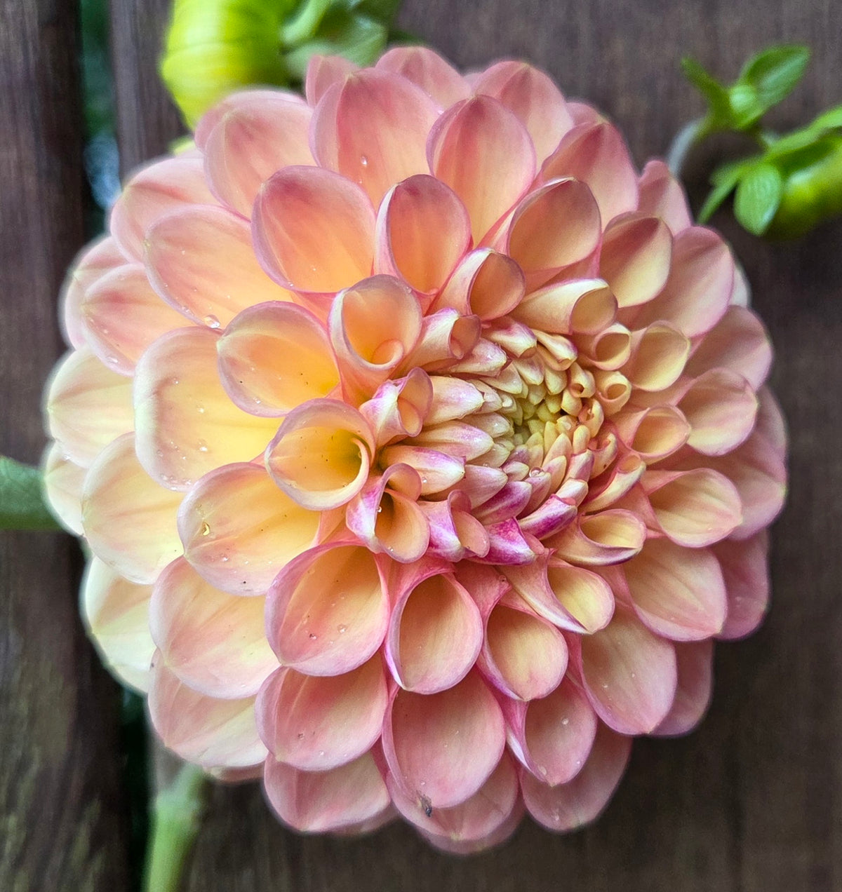 Westwind Apricot