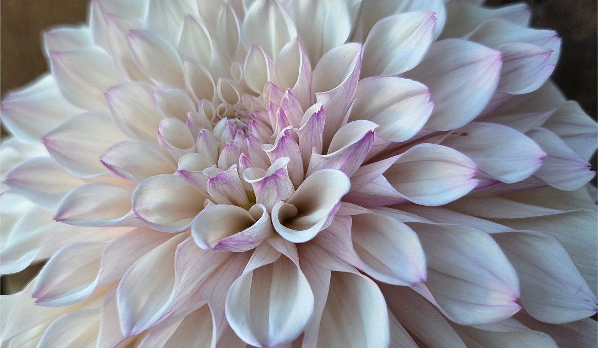 KA Pearl