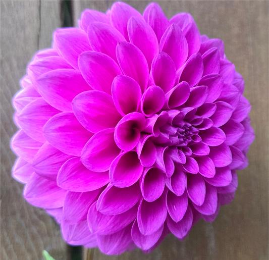 Florelie Jeanette
