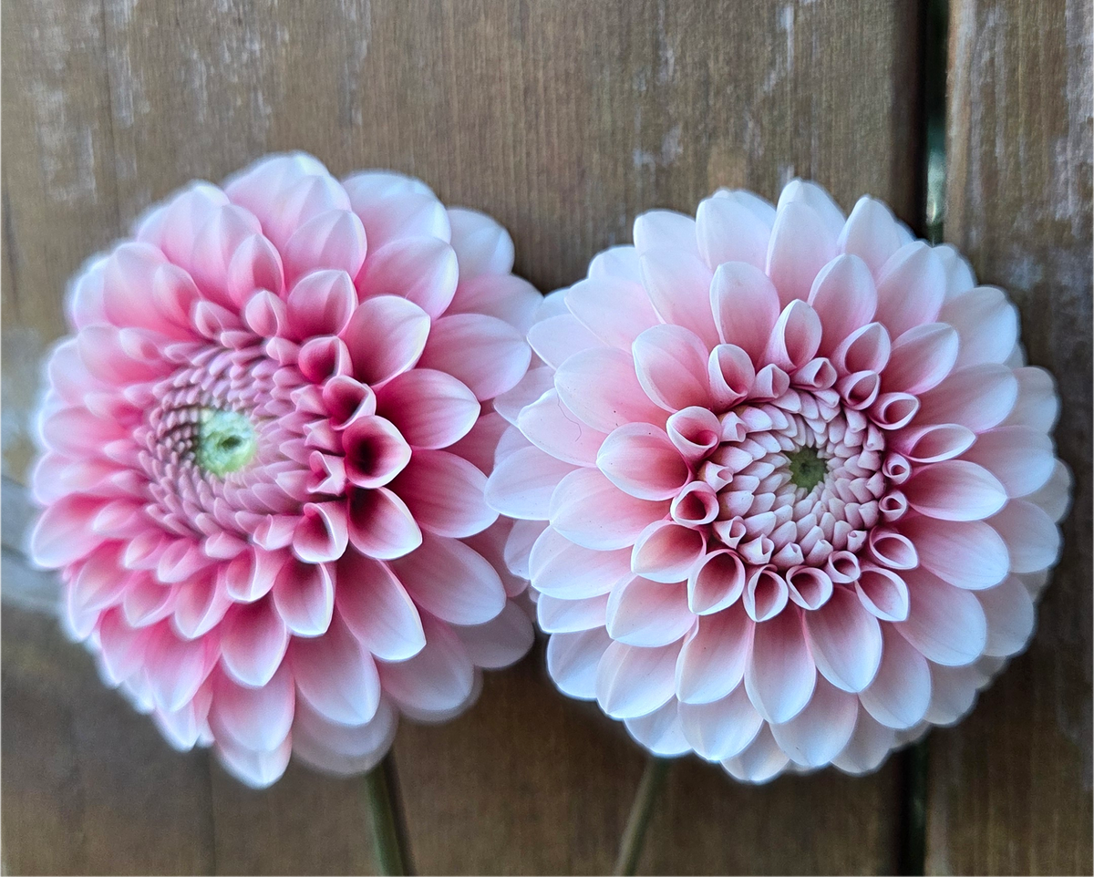Florelie Cosmic Romance