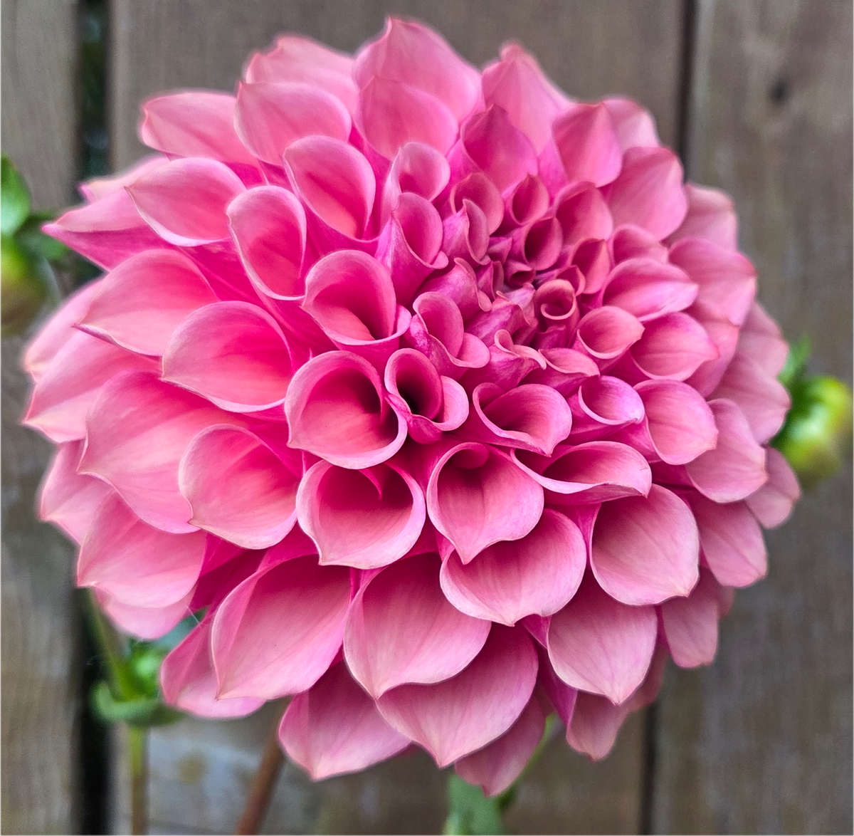 Burfoot Desert Rose