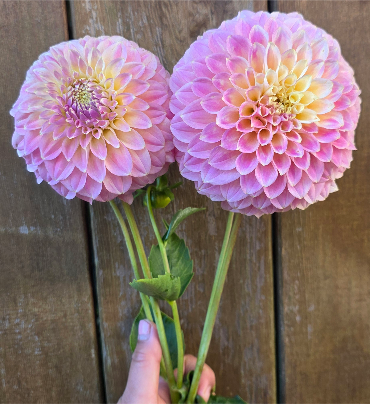 Coorabel Moonglow