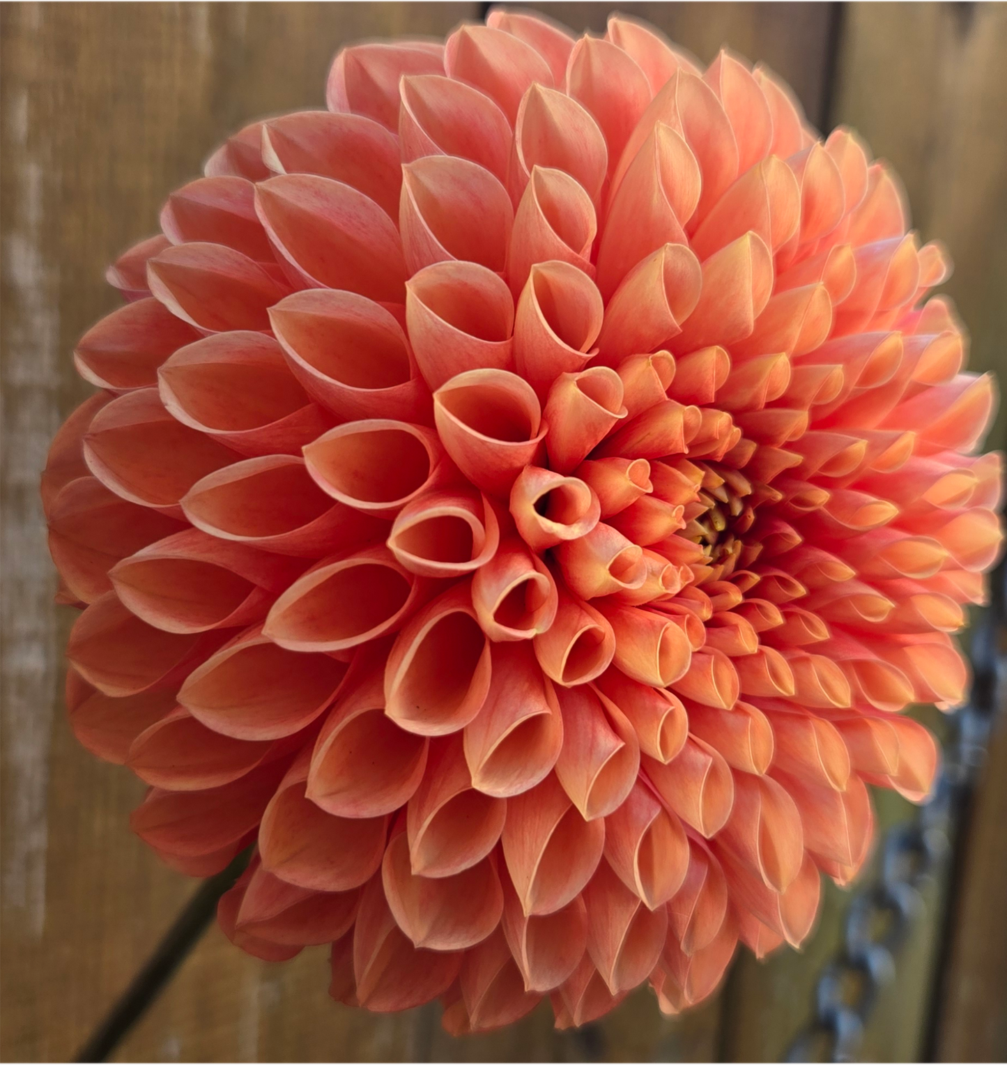 Sylvia/Maarn