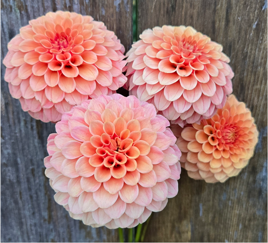 Rose Toscano