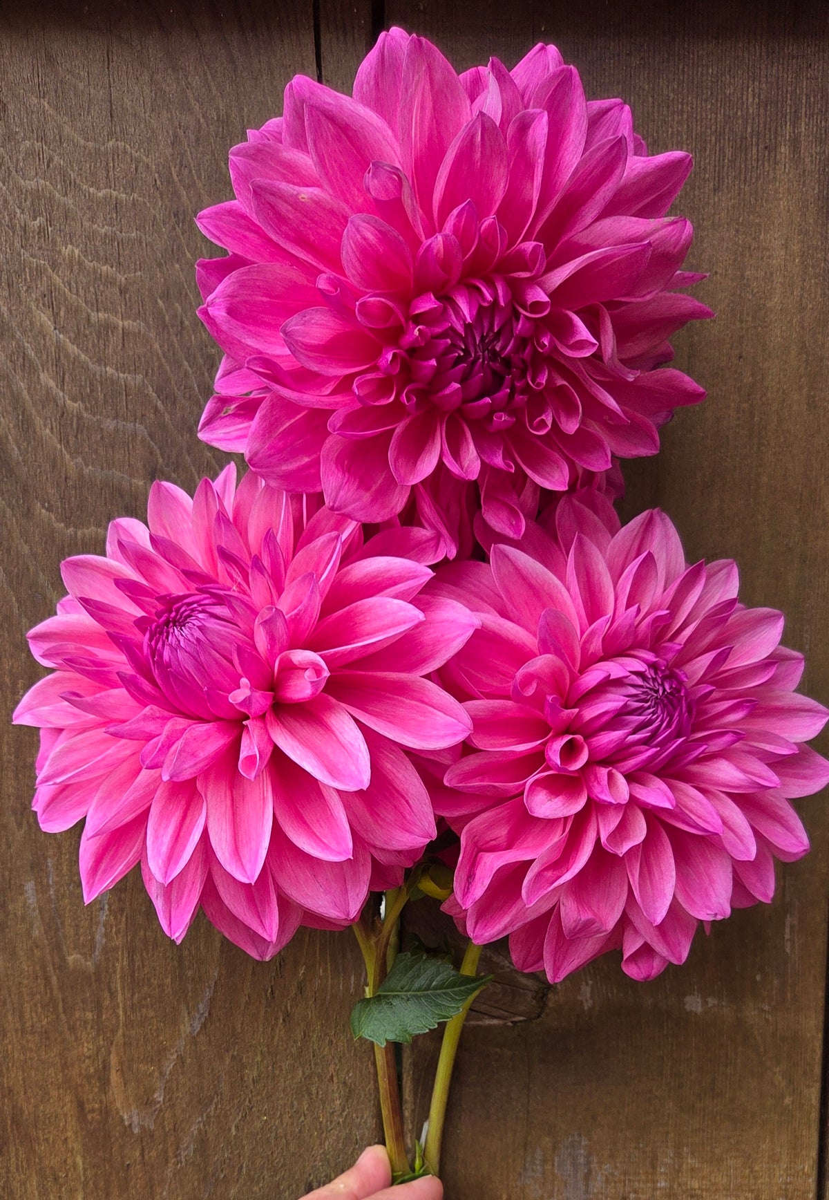 Bargaly Blush