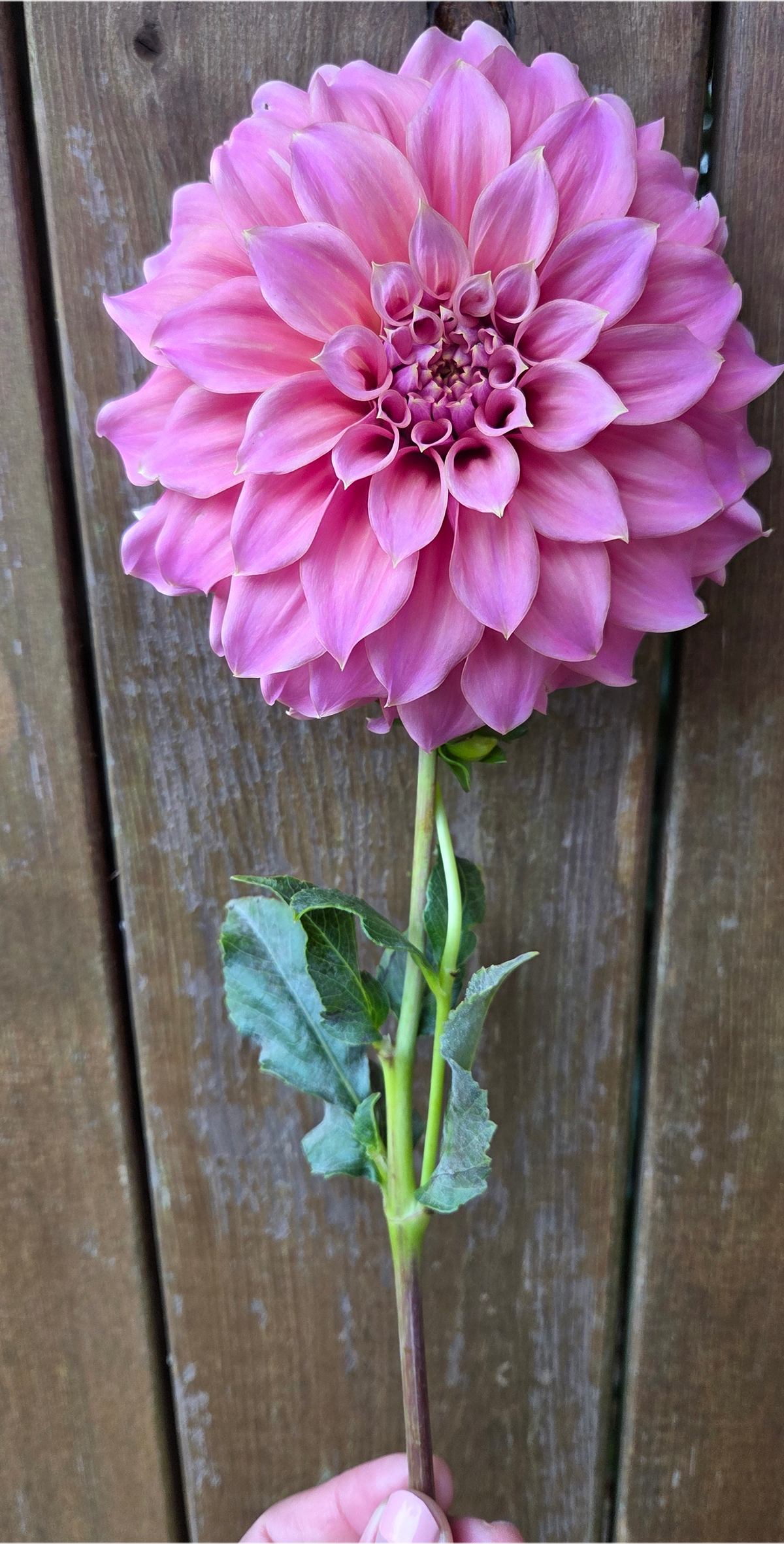 Lileah Caramel Rose
