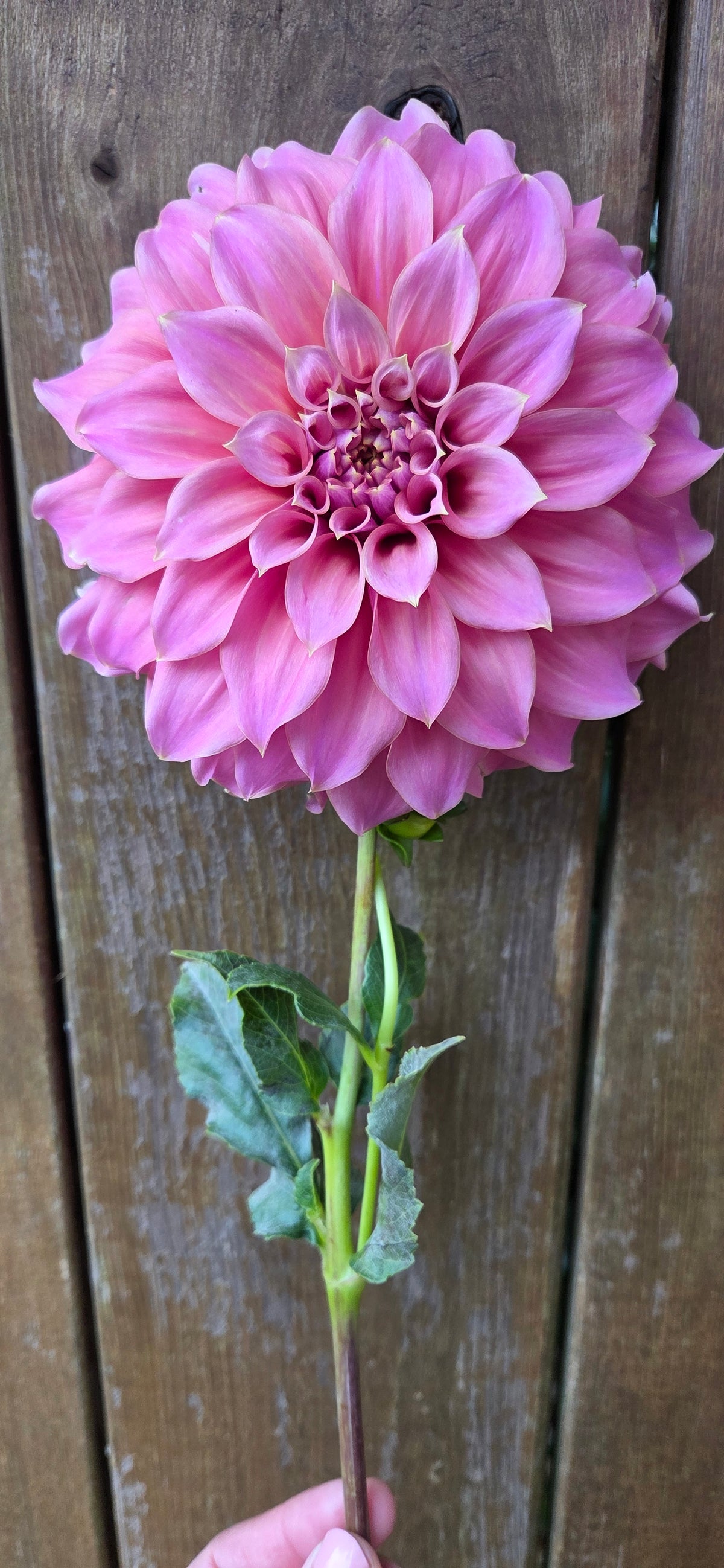Lileah Caramel Rose