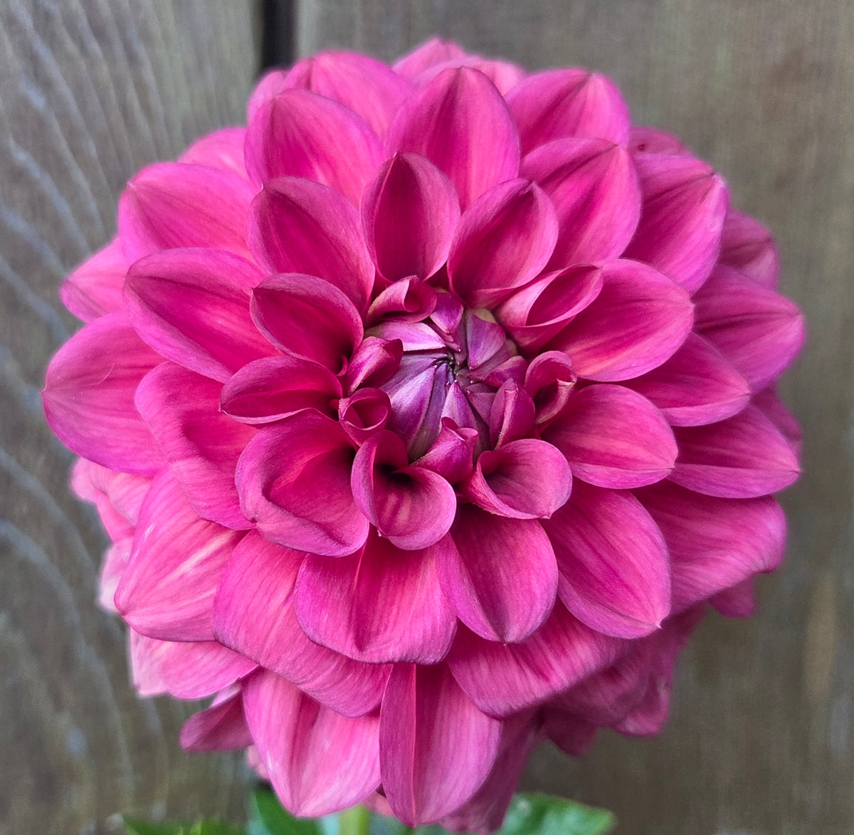 Letterkenny Tea Rose