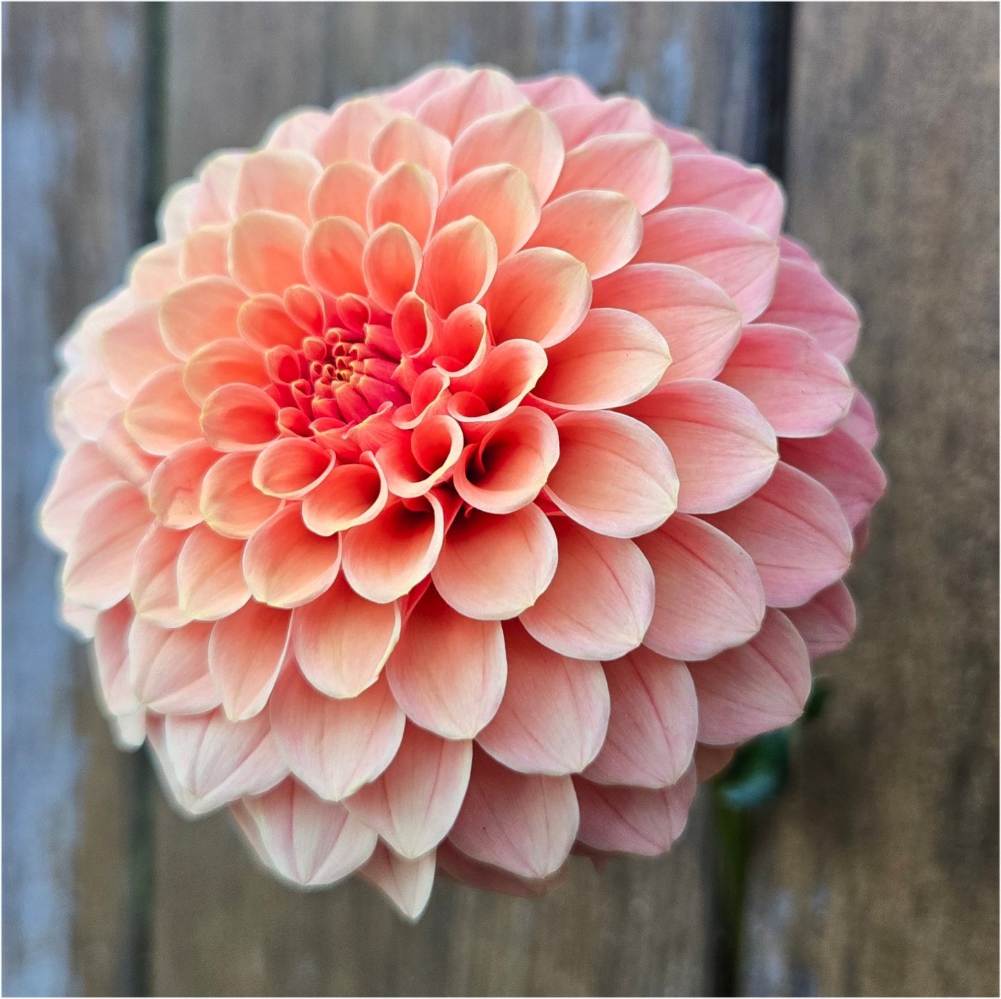 Rose Toscano