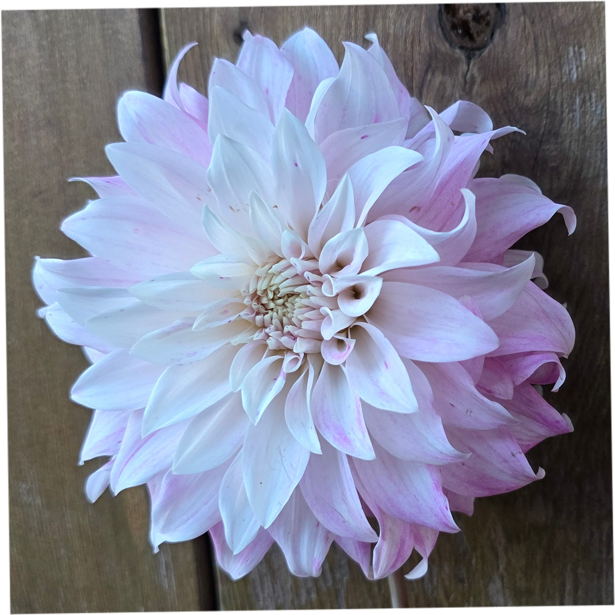 Pink Petticoat
