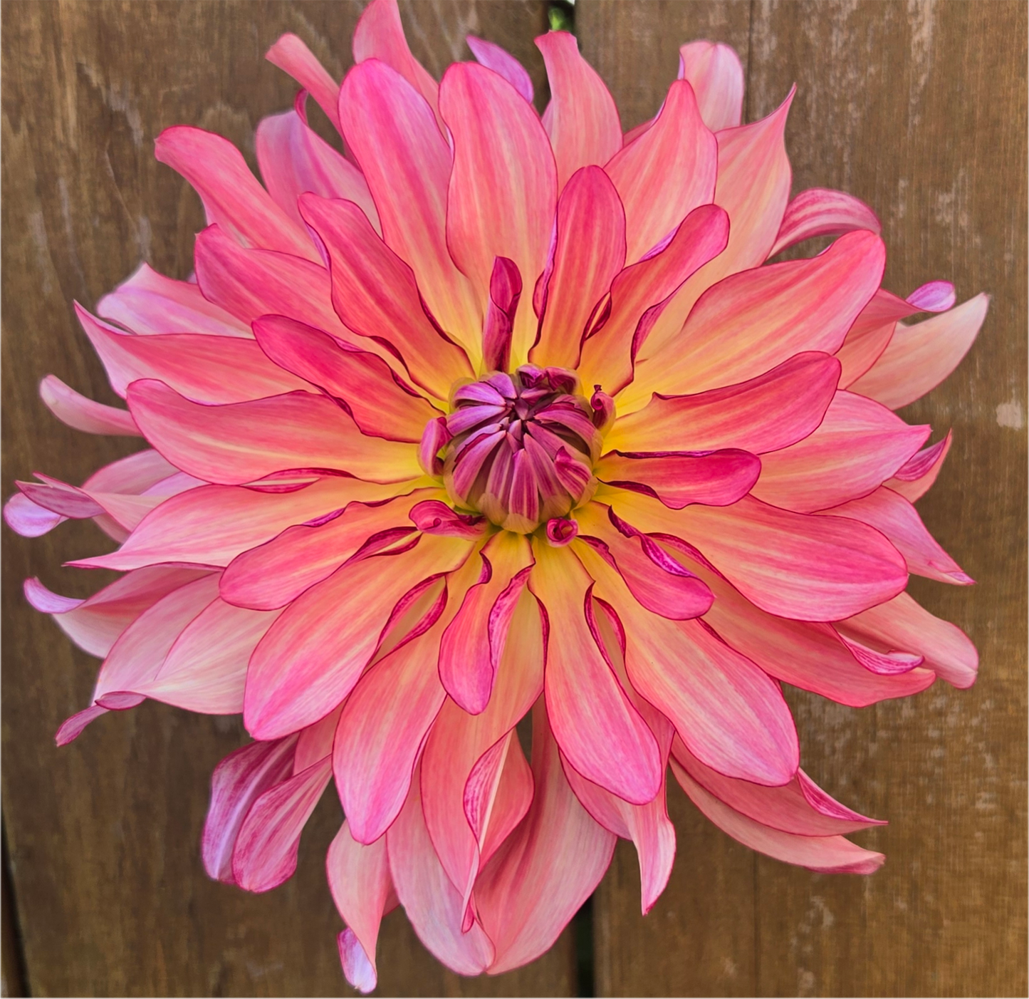 Dutch Delight