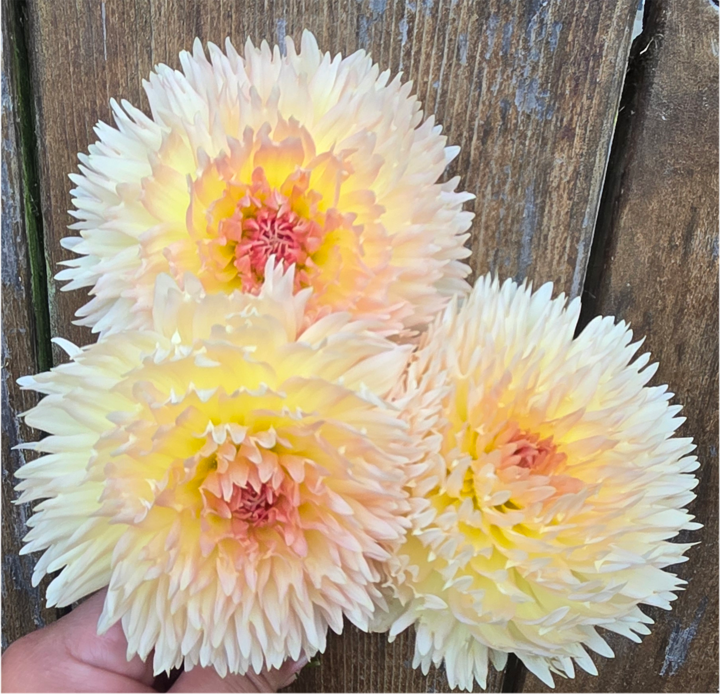 Lakeview Peach Fuzz - Cutting