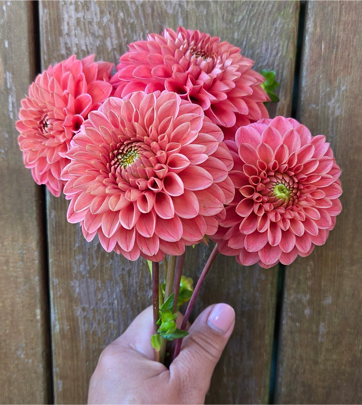 KA Boho Peach