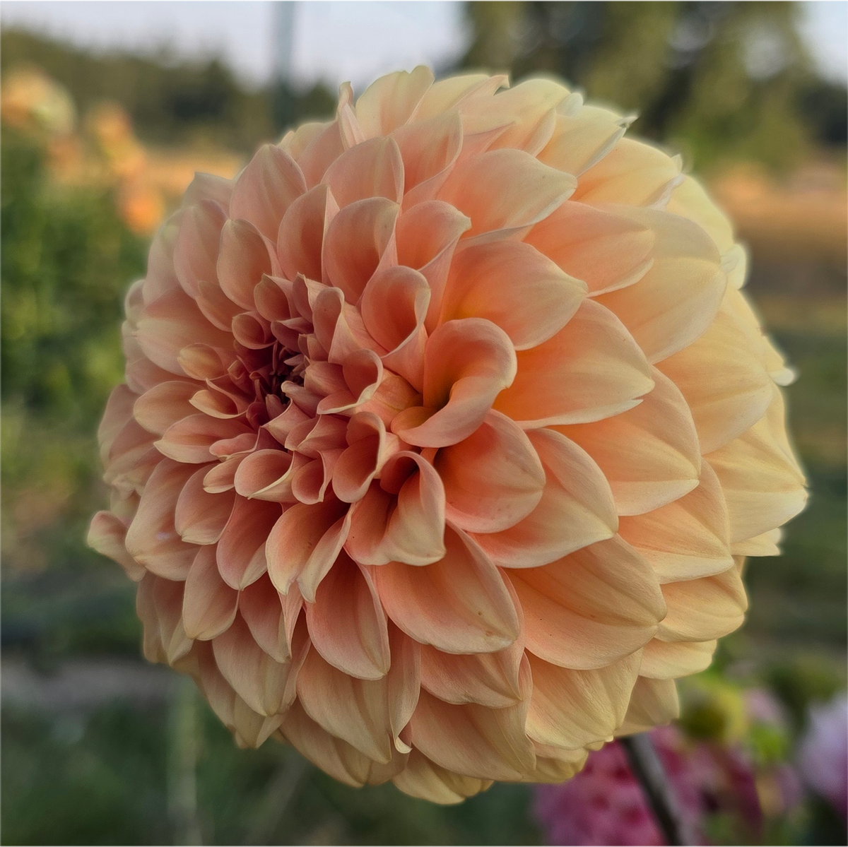 Florelie Nectar