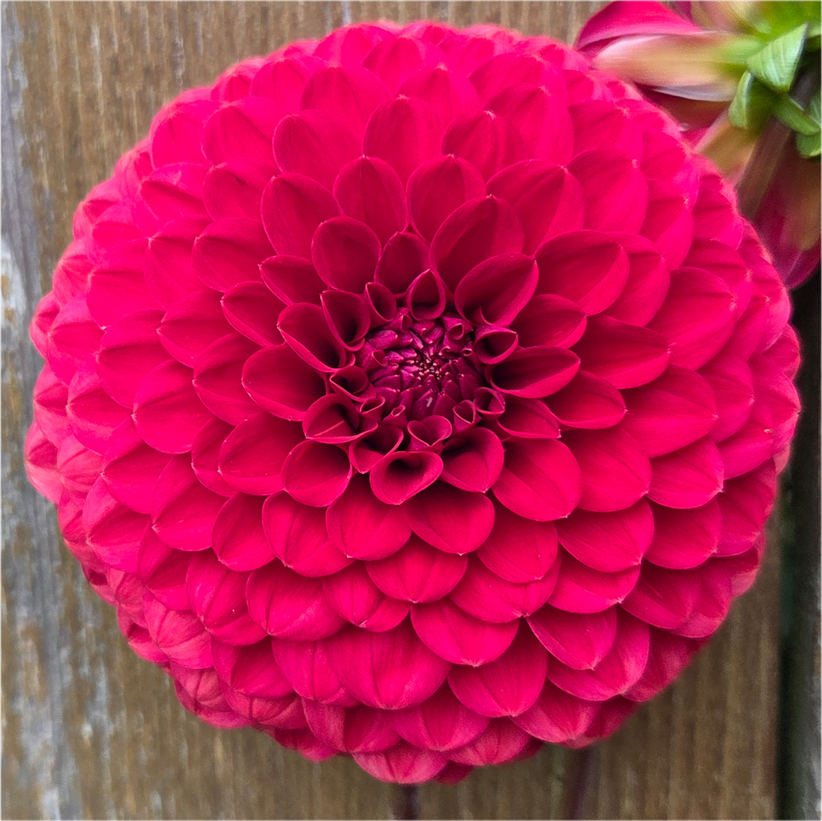 Florelie Vendetta