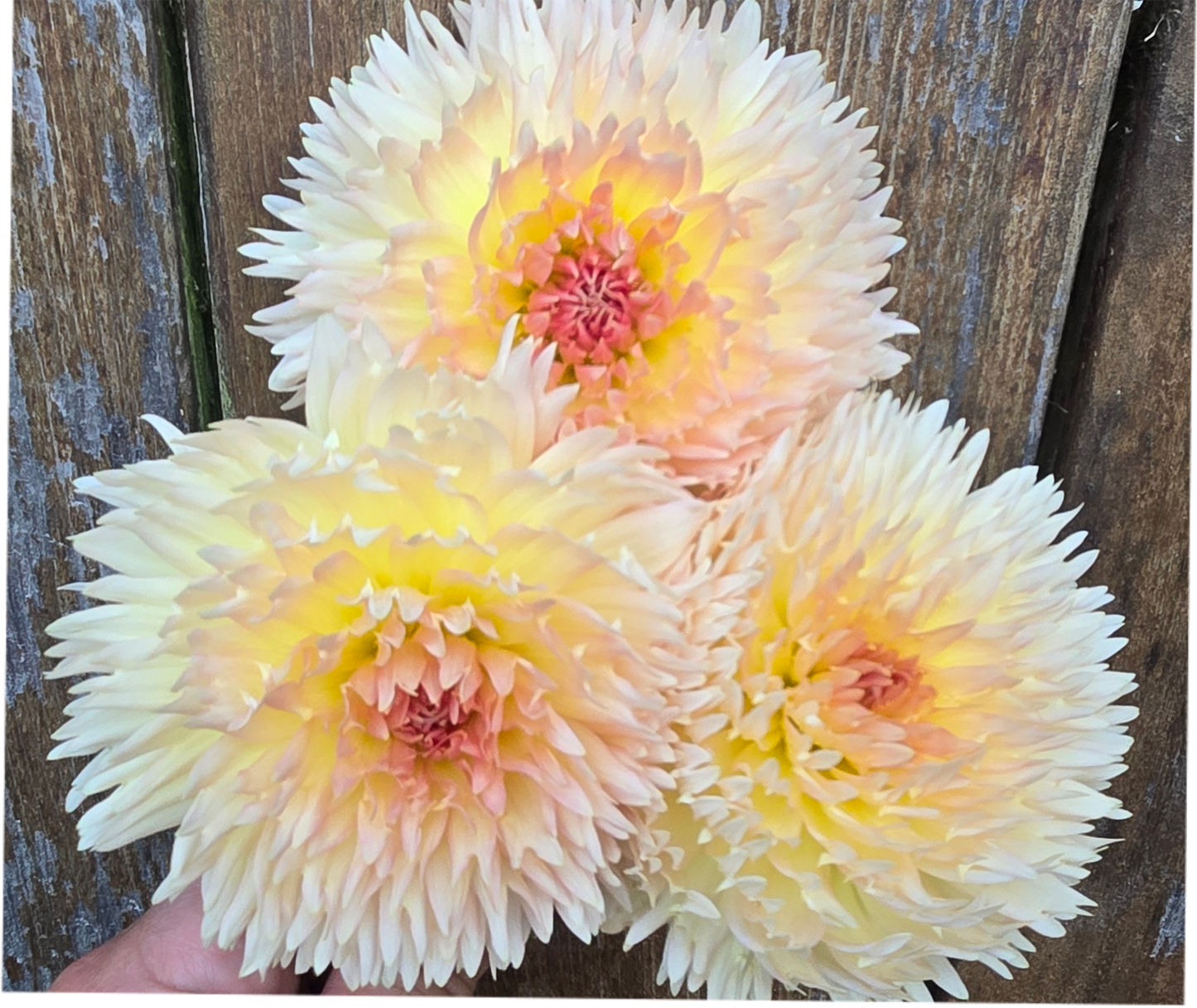 Lakeview Peach Fuzz - Cutting