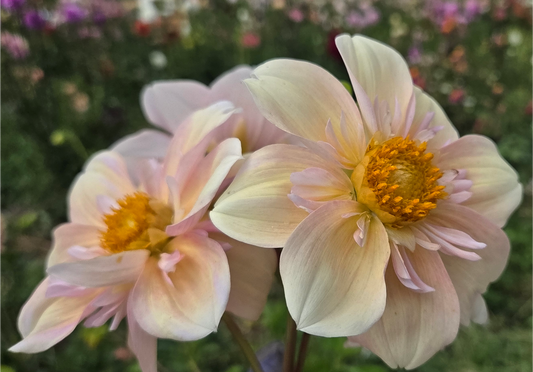Appleblossom