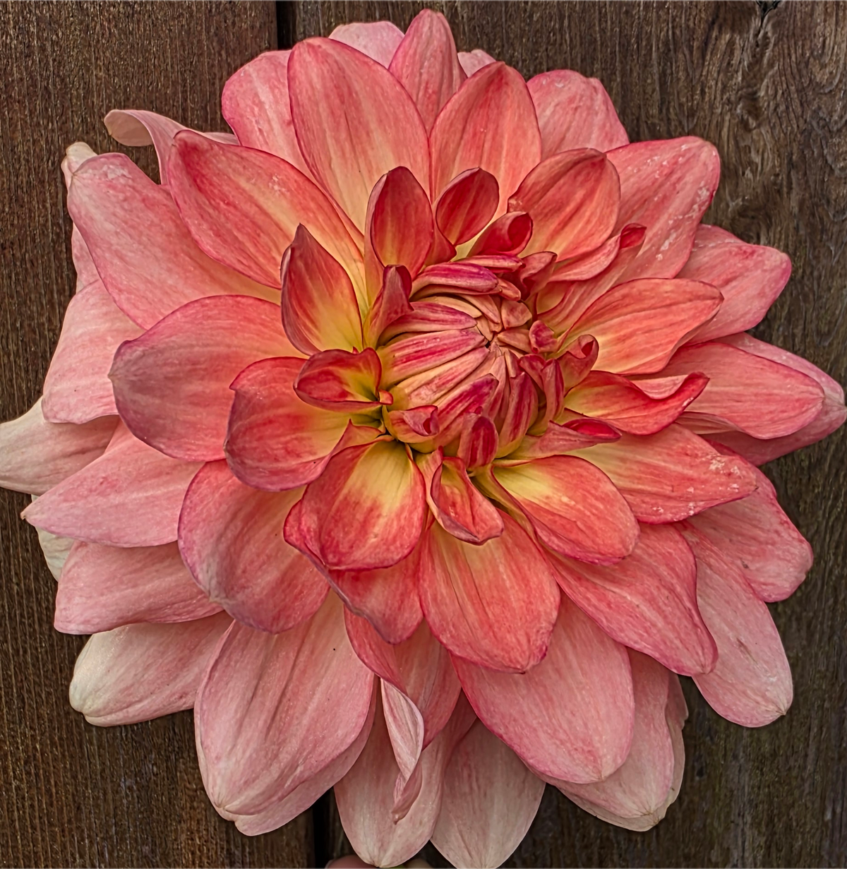 Stanza Dahlia