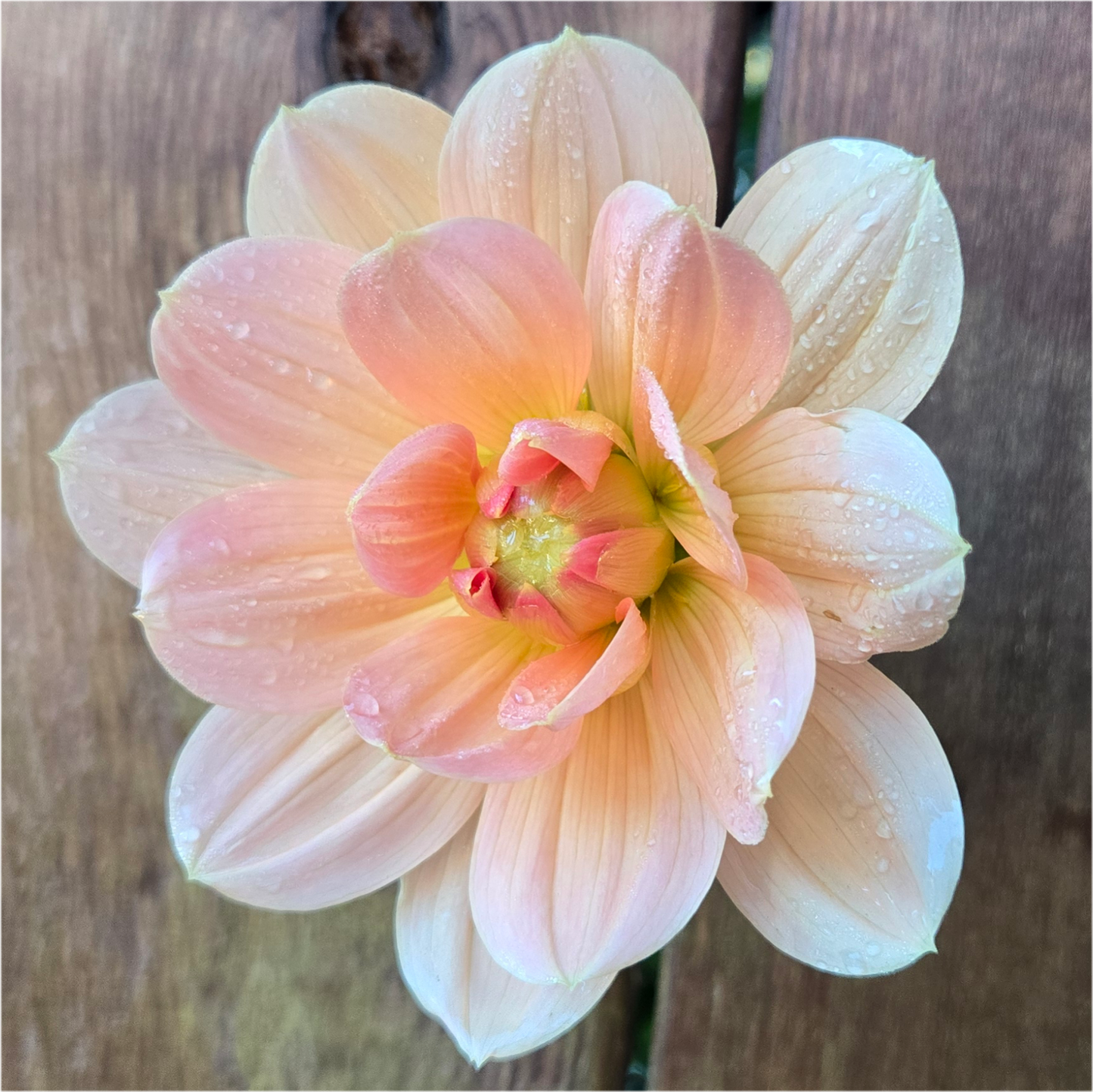 Apricot Desire