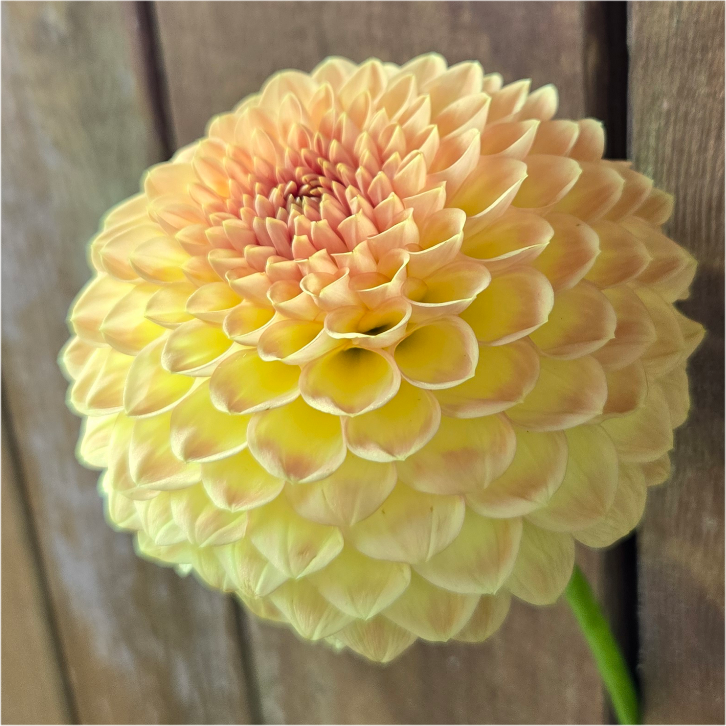 Blyton Softer Gleam